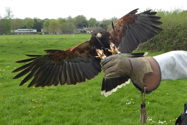 Hawk flying experience